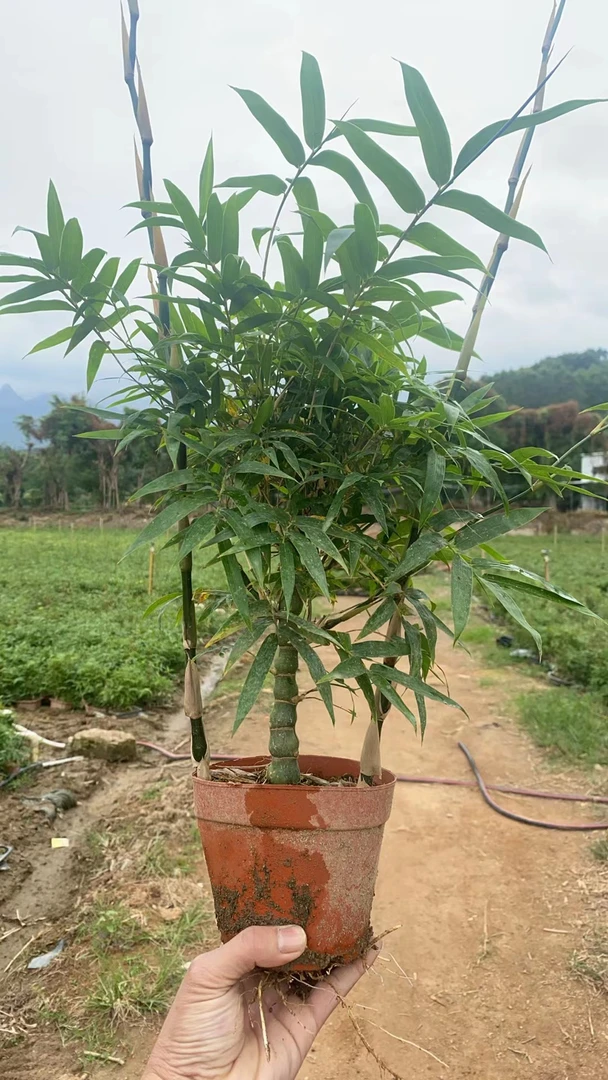 盆栽室内观赏竹子 佛肚竹 盆景植物观叶四季常青 罗汉竹