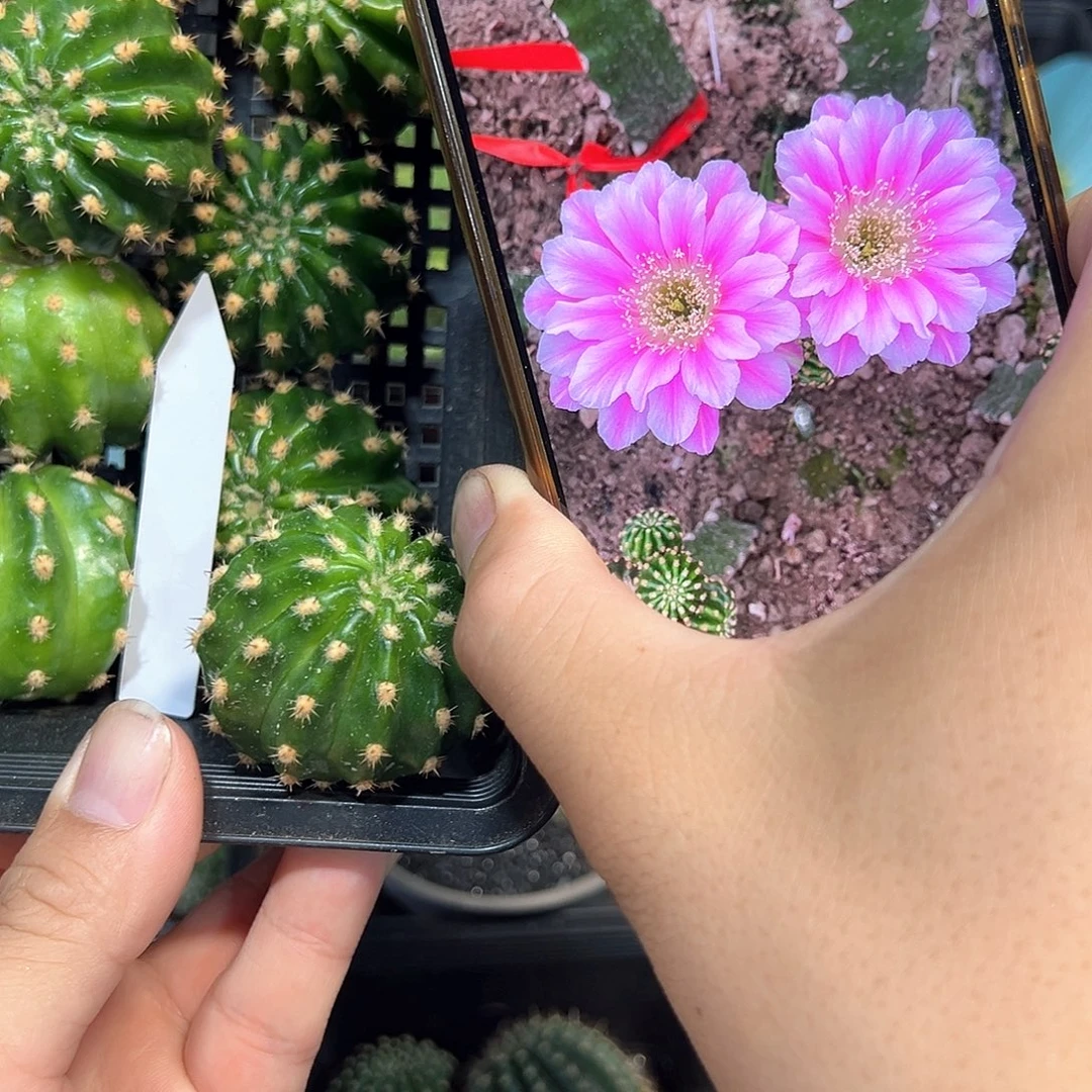 粉色蛋糕丽花属侧芽一颗