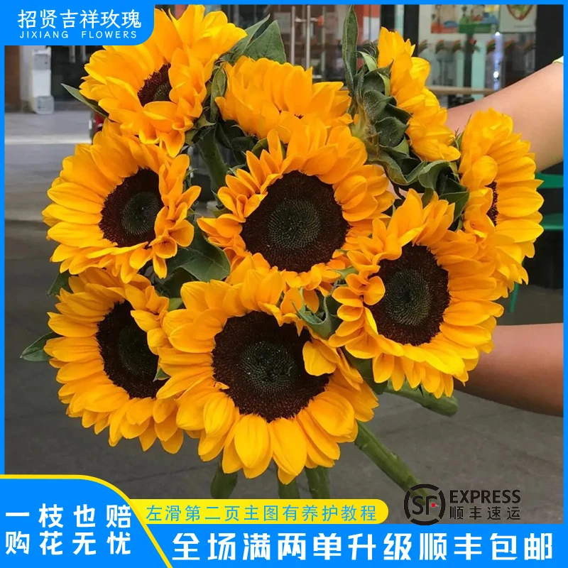 【向日葵】向阳花  山东玫瑰基地直发 现采现摘  顺丰包邮