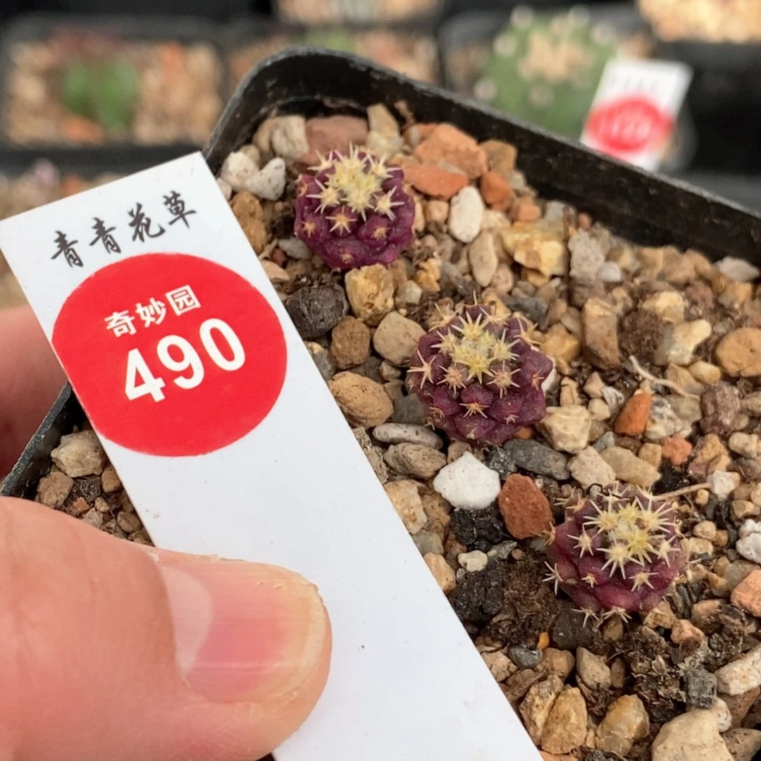 实生短豪刺金琥三颗仙人球