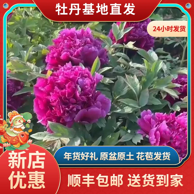 牡丹盆栽原盆原土-冠群芳