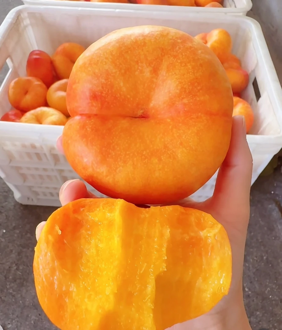 蒙阴蜜桃山东蒙阴彩虹油蟠桃新鲜应季水果皮薄甜嫩多汁现摘