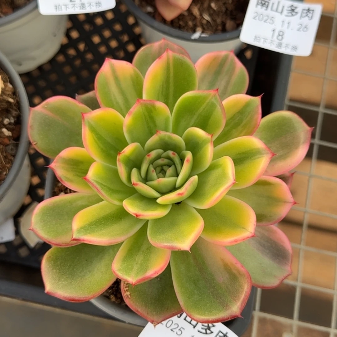 弗朗明戈锦111126-17