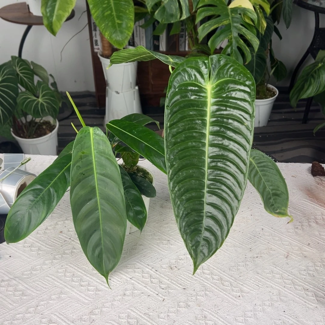 完全开放极密火鹤王叶长32➕双头Pp