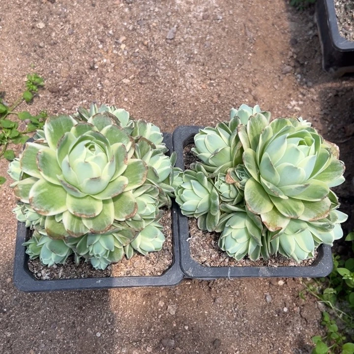 山地玫瑰锦两颗组多都植物