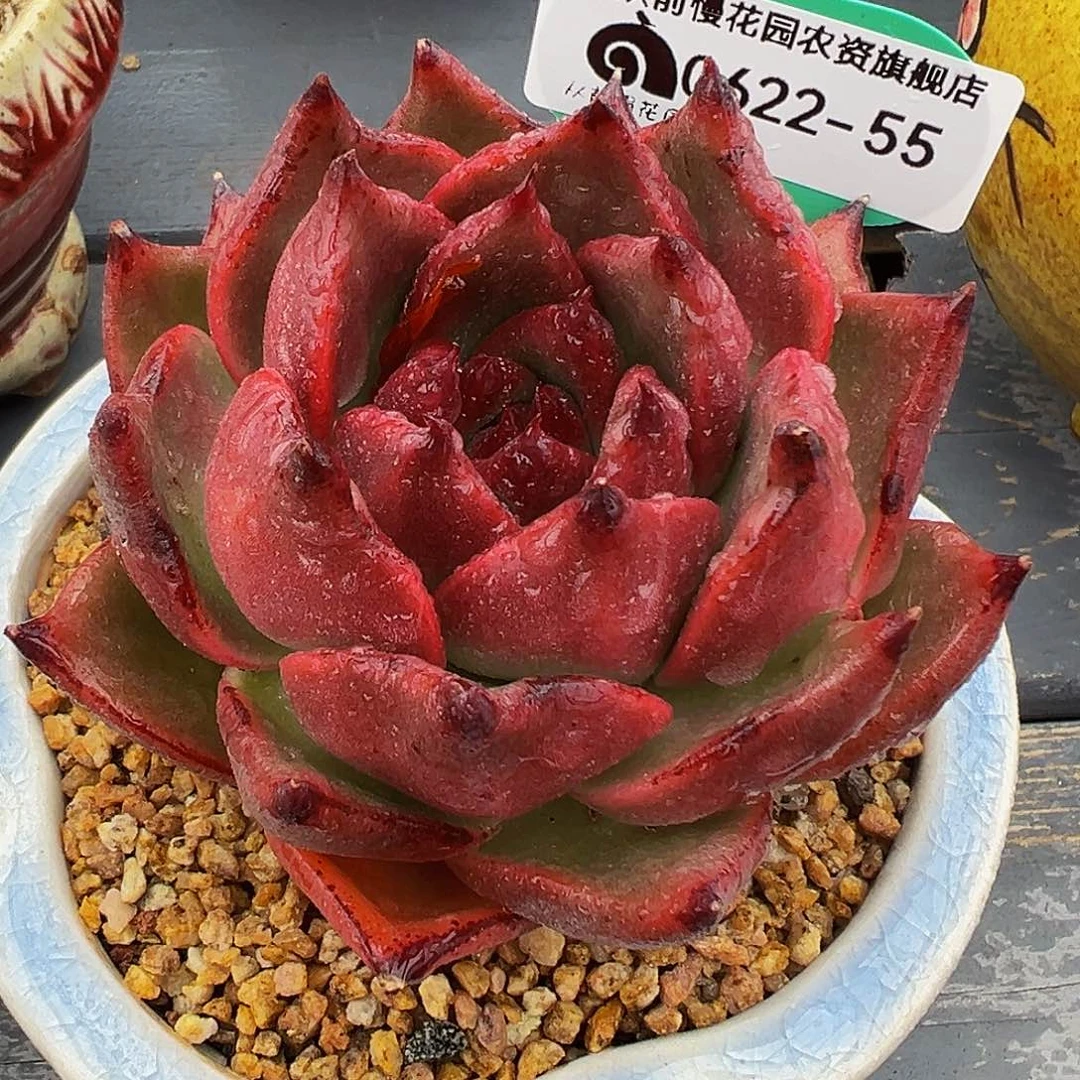 多肉一物一拍0622-55