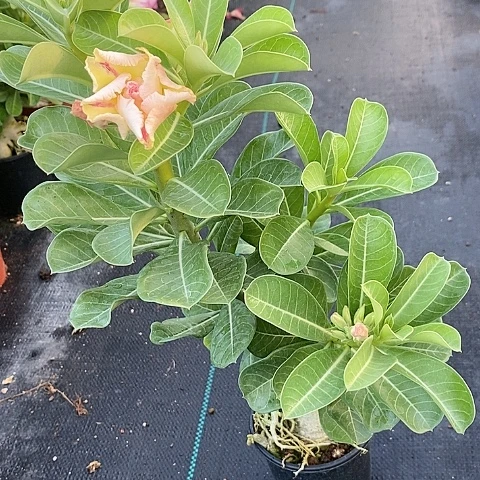 【闪购商品】无花朵芬***豆