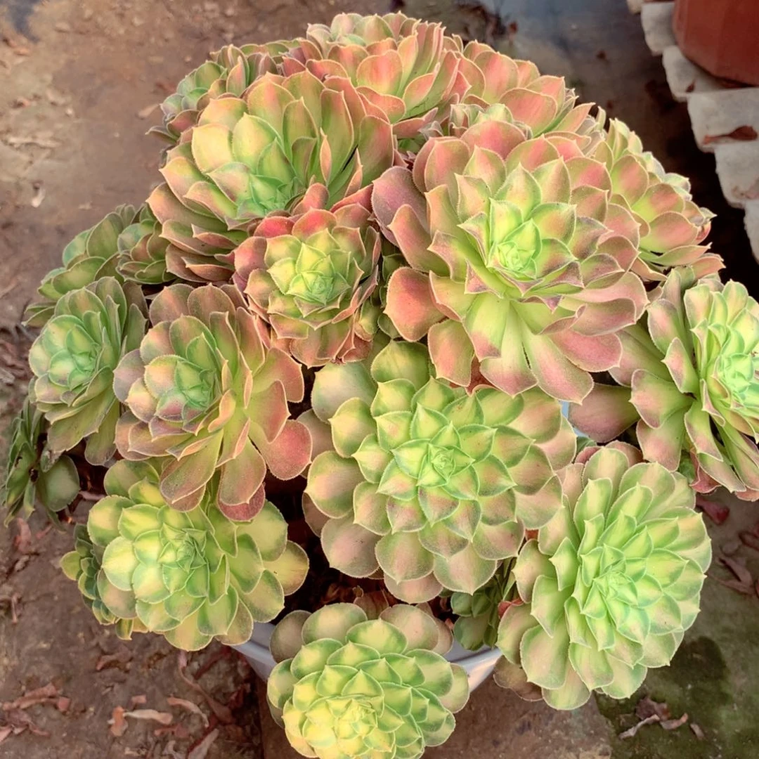 圆叶韶华，多肉植物