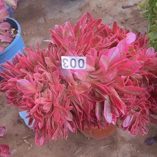 俊*多肉植物一个