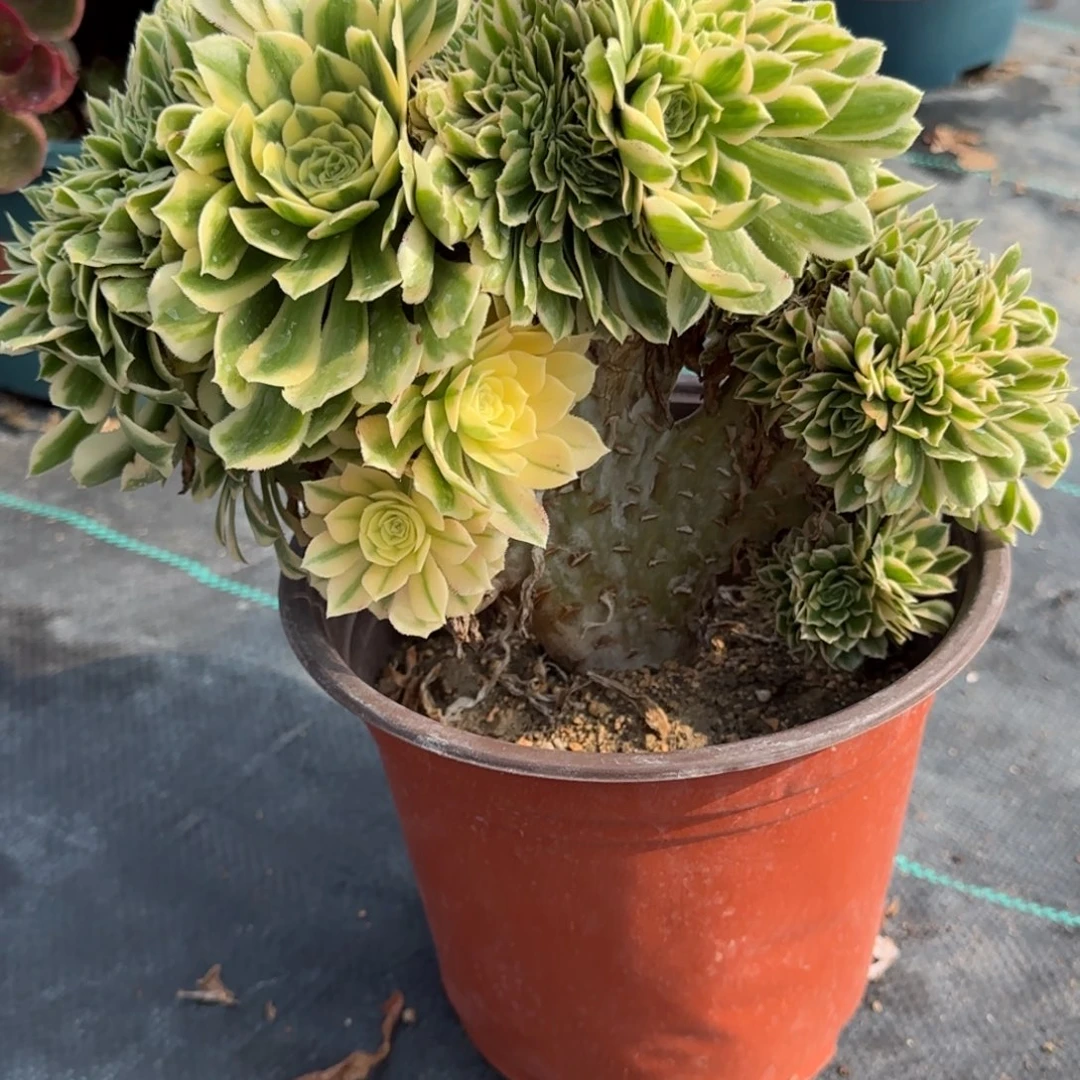 倪**9857迈巴赫坠多肉植物