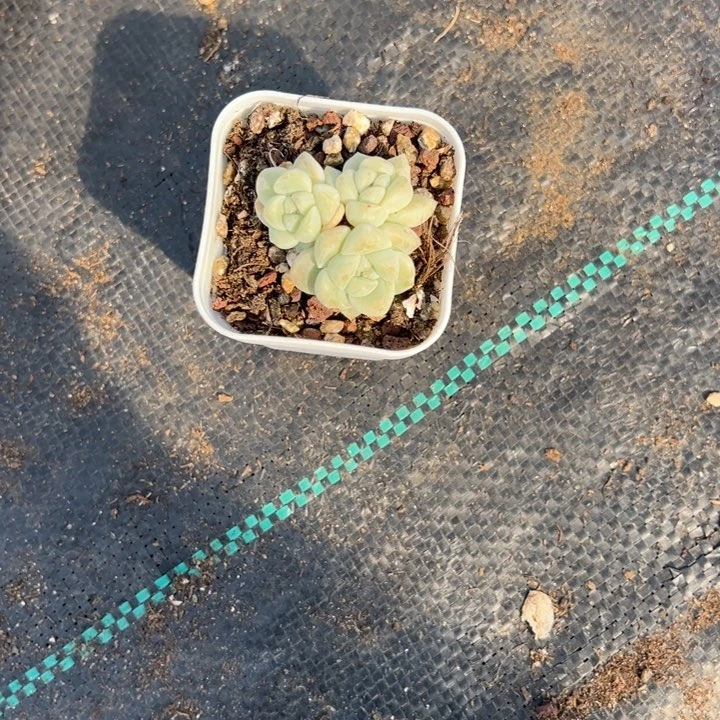 半颗糖一物一拍专拍