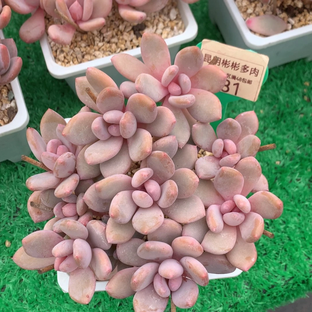 珍舞奶酪无砍平头131