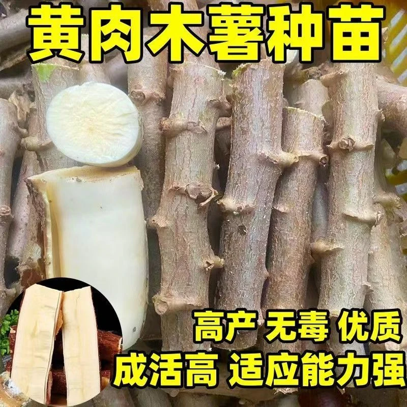 正宗华南9号 黄心木薯苗面包木薯树木薯种杆杆黄肉根茎杆食用木薯
