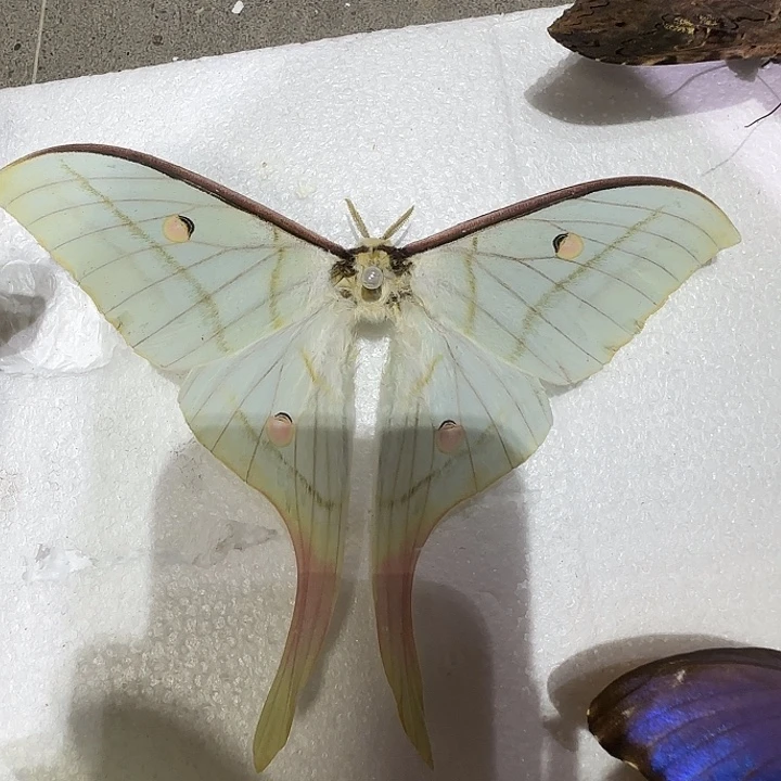 绿尾大蚕蛾蝴蝶标本专拍