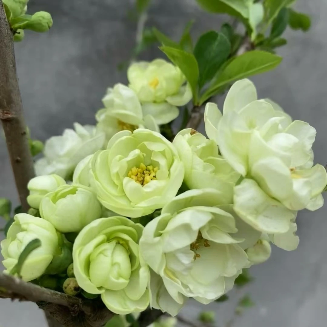 10年老桩精品豆绿绿宝石海棠 带花芽 南北方种植