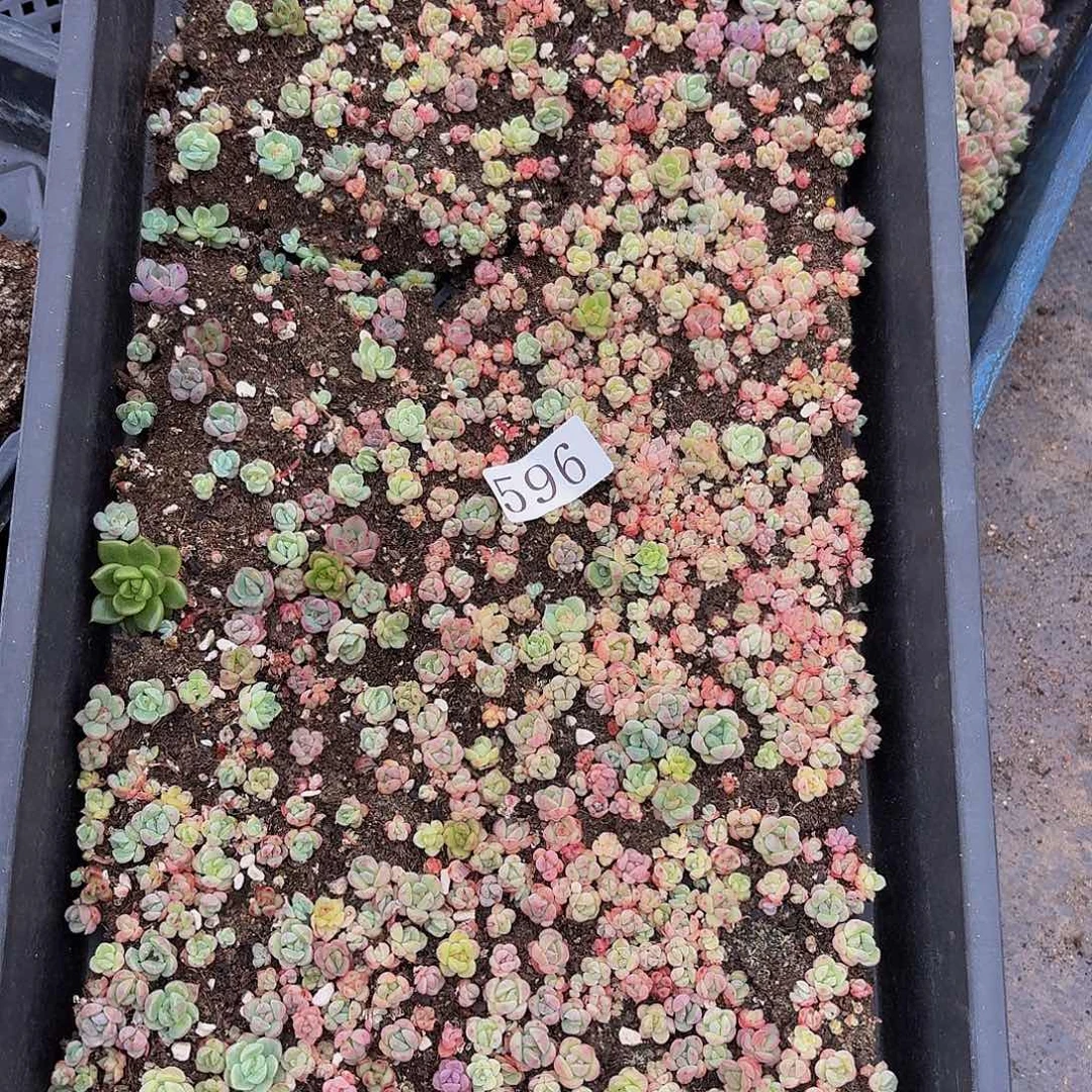 ?*?多肉植物多肉植物596