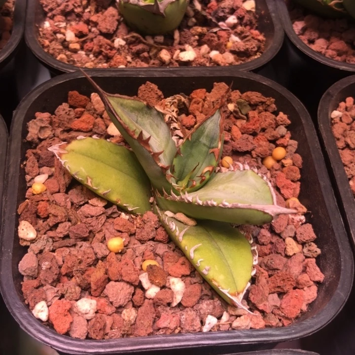 青胜蓝仁王冠龙舌兰