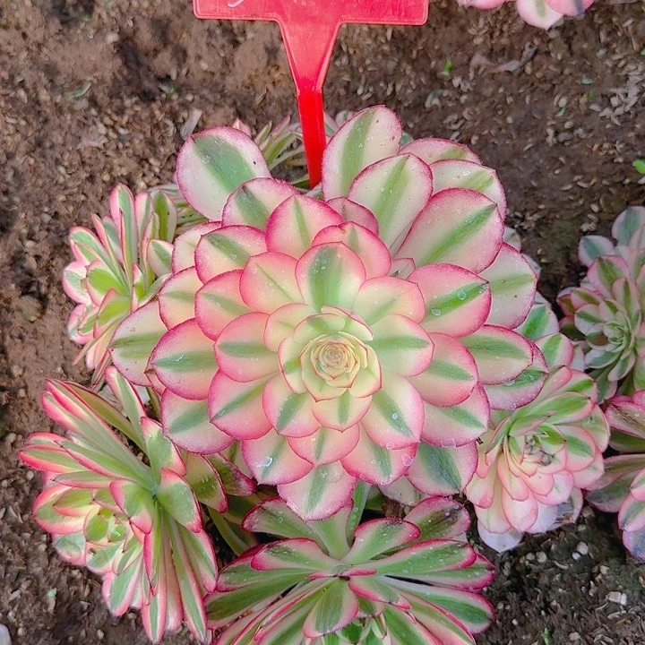 老*5-10荔枝多肉法师