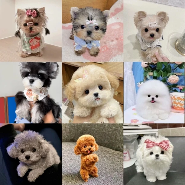 小体活体狗狗幼犬茶杯犬约克夏博美比熊泰迪雪纳瑞吉娃娃马尔济斯