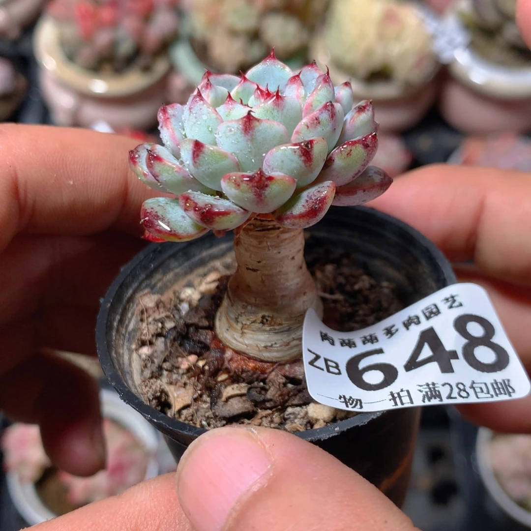 5CM拇指盆精控多肉ZB648