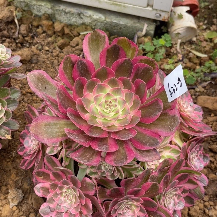 w***w6-22-8荔枝法师锦寄养