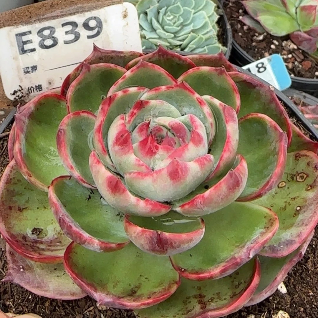 玫瑰惊鸿一物一拍包装收缩花旱冰鞋839