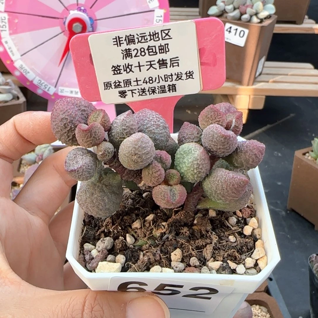 652水蜜桃多肉植物