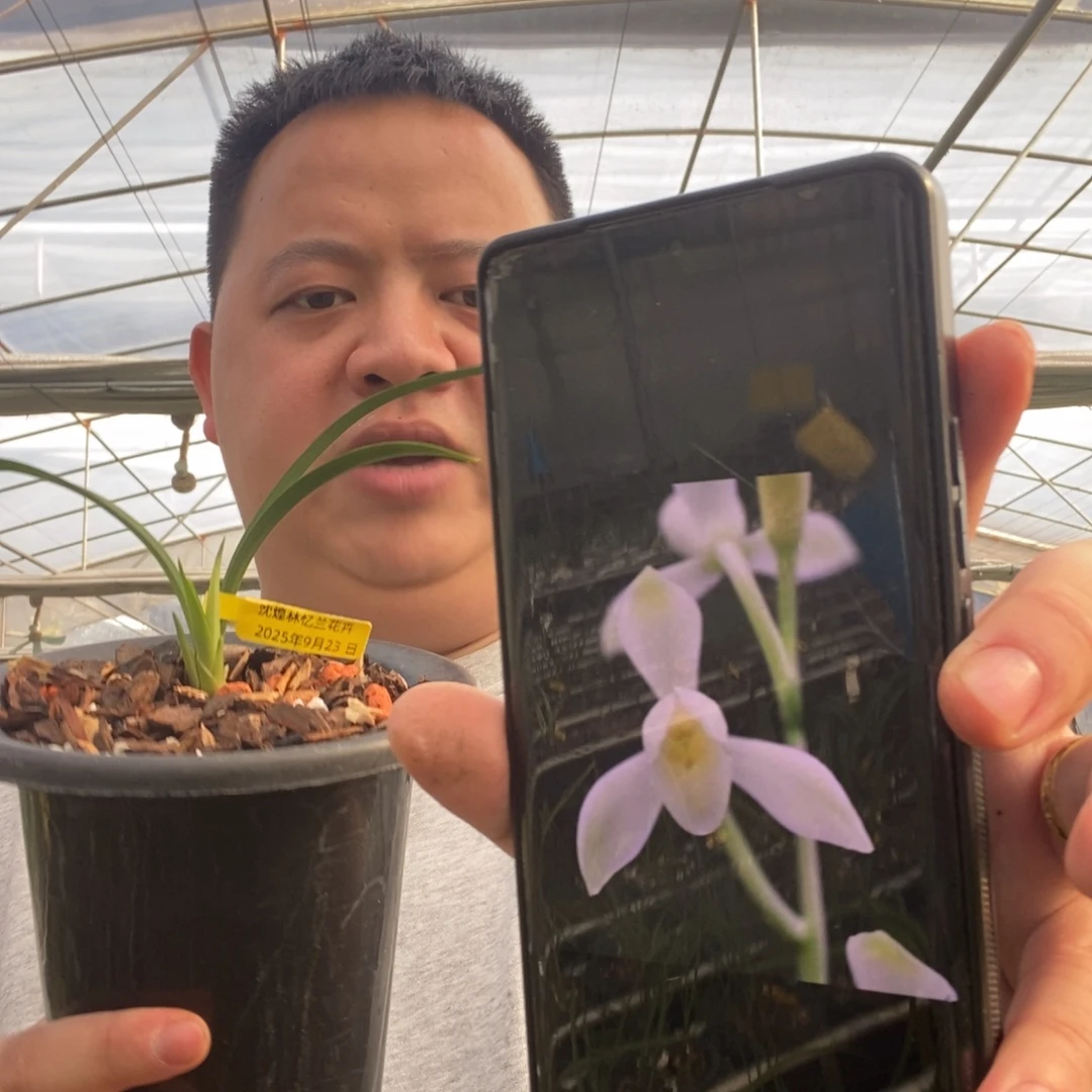 当前无花栽培后可以开花丹霞白素荷 08