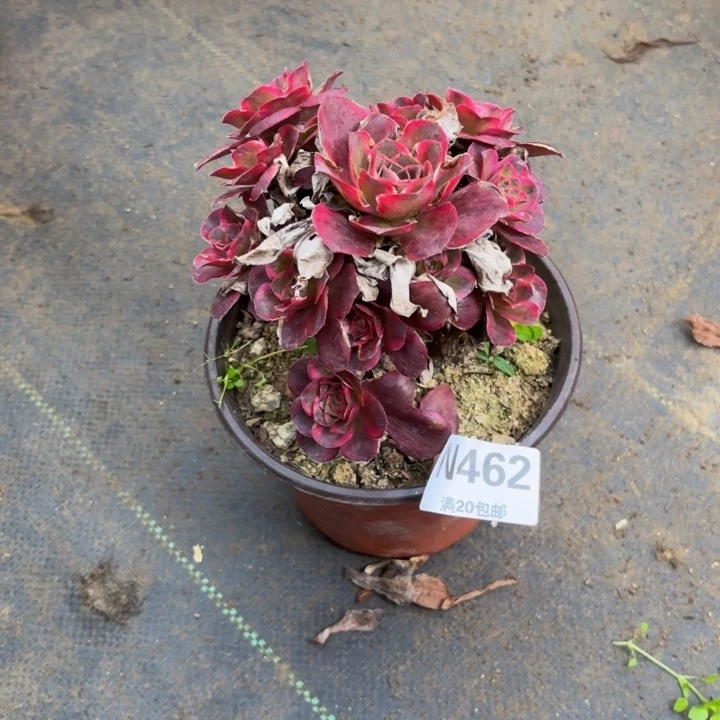 瑞妈多肉园艺462纳福，
