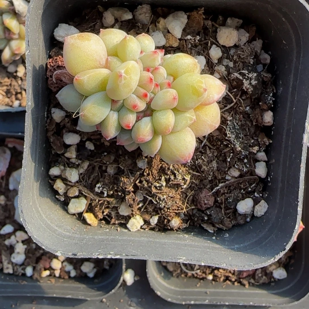 柠檬的小叶缀化1棵特价