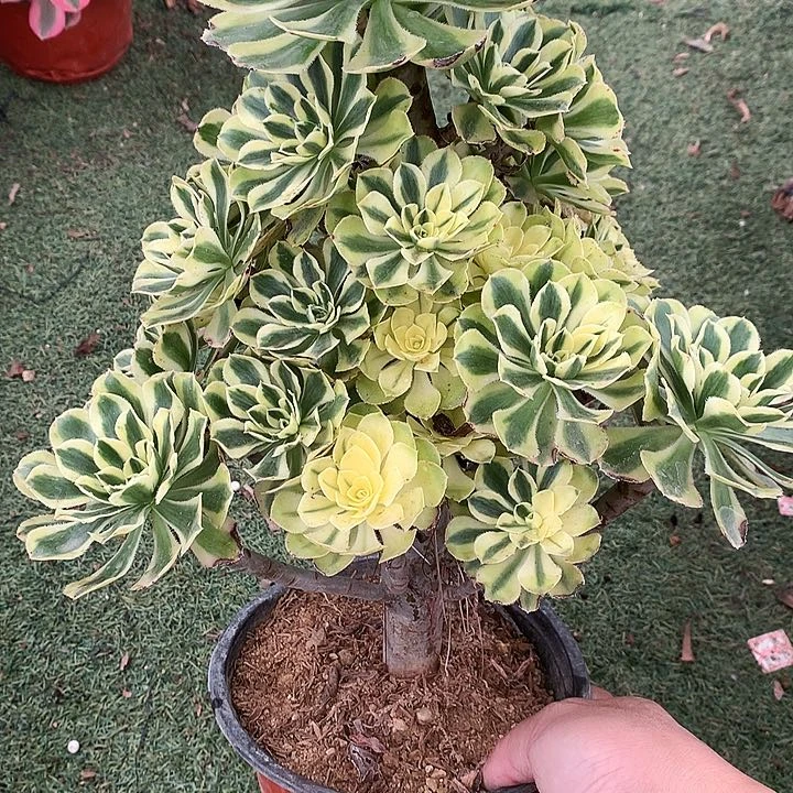 565保时节多肉植物