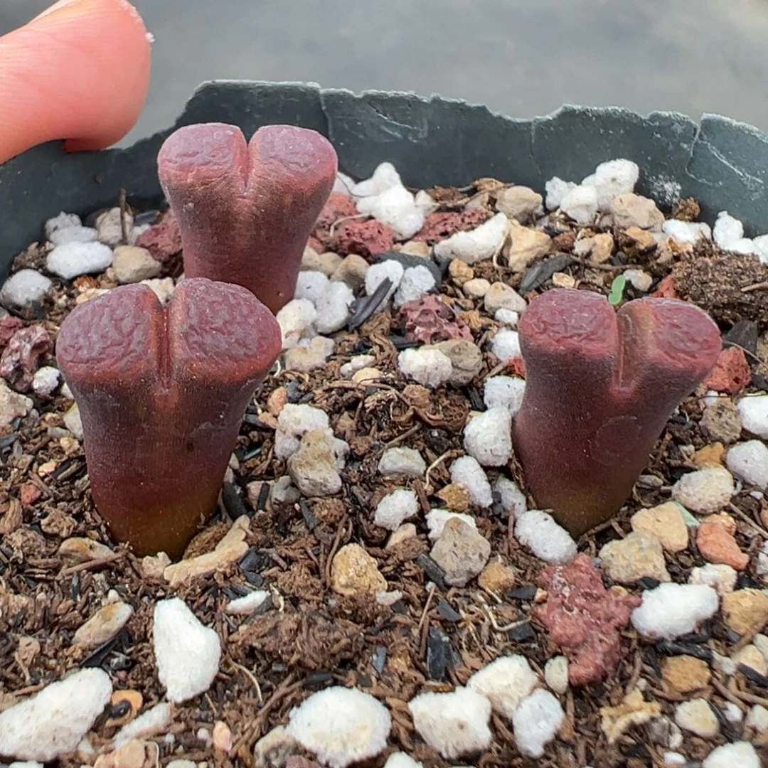 11.5好看的多肉脱土发货371