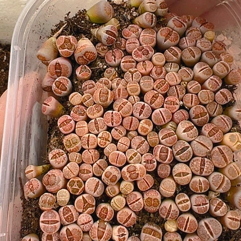 【闪购商品】一**下24883