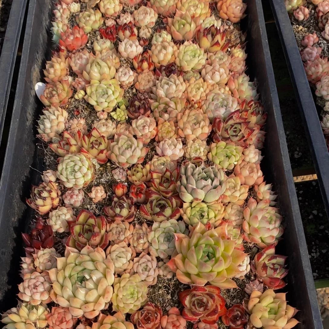 645多肉植物保护研究所所长