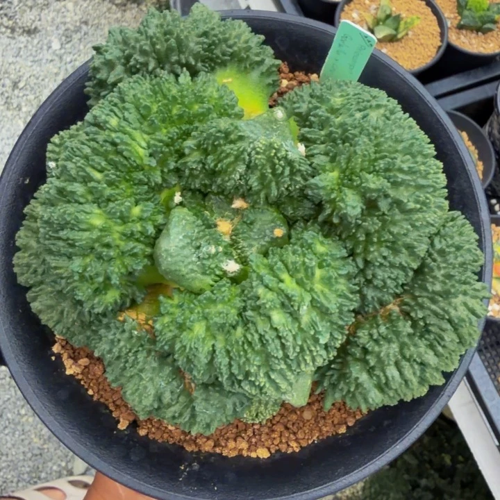巴索早期的无敌神物