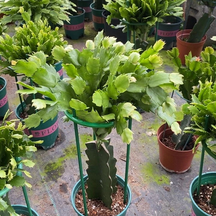 当前无花栽培后可以开花013嫁接073