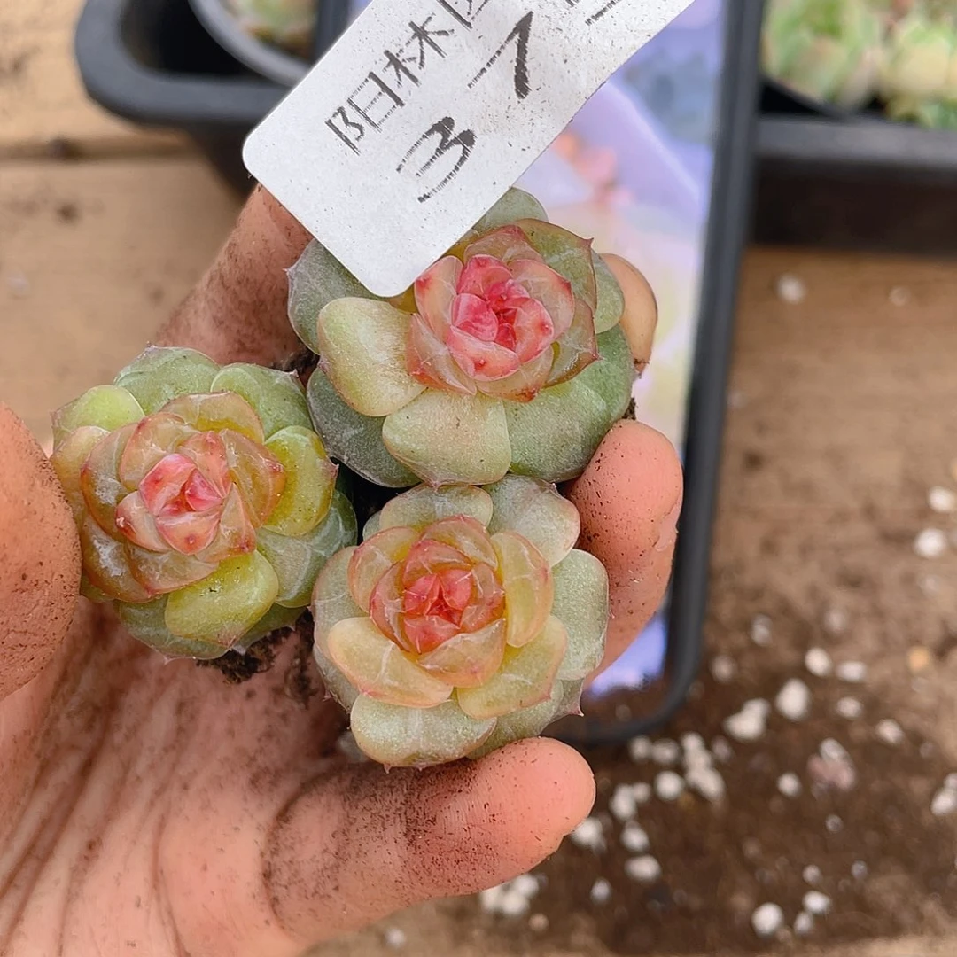 多肉植物多肉植物375