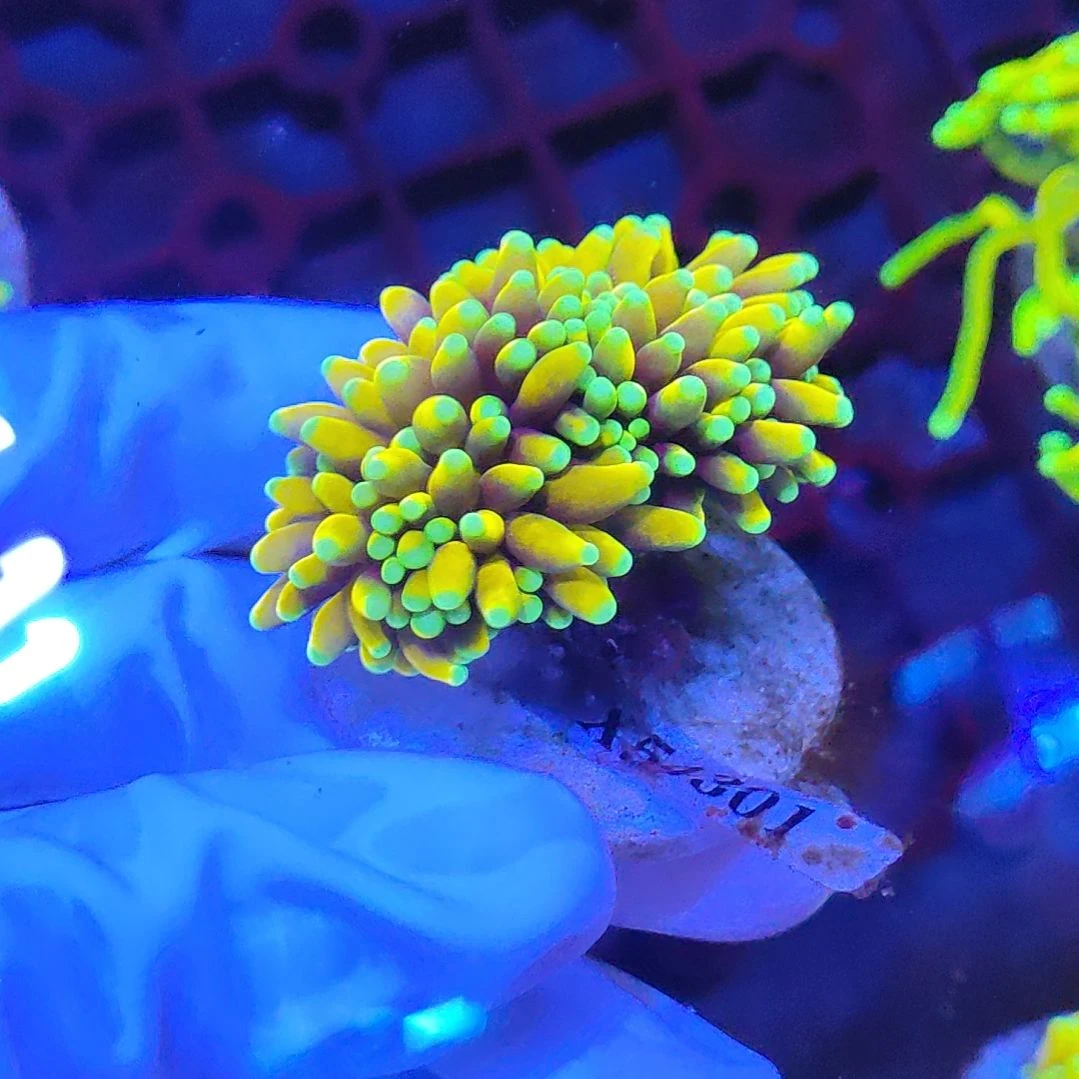 智海珊瑚不支持退货不包邮接受下单