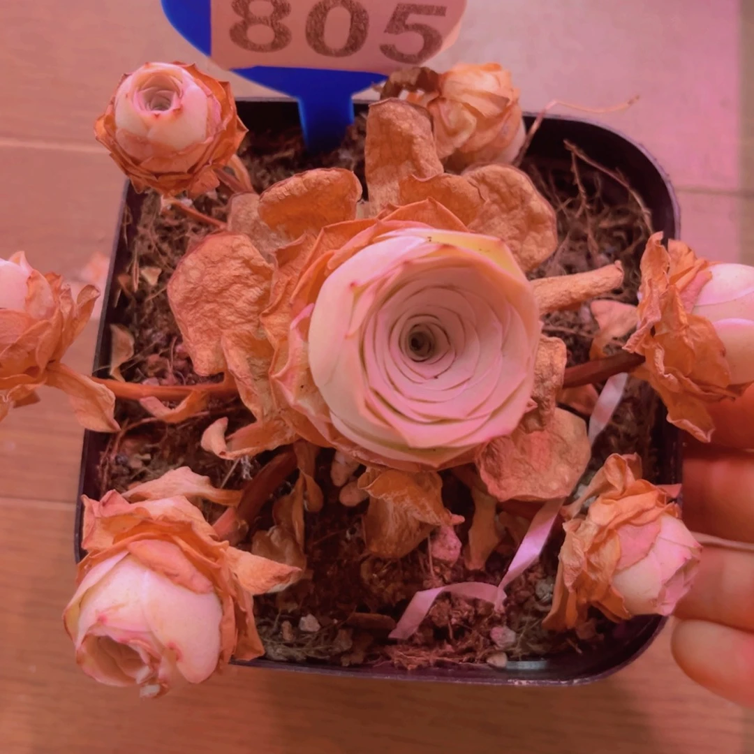 805山地玫瑰粉色