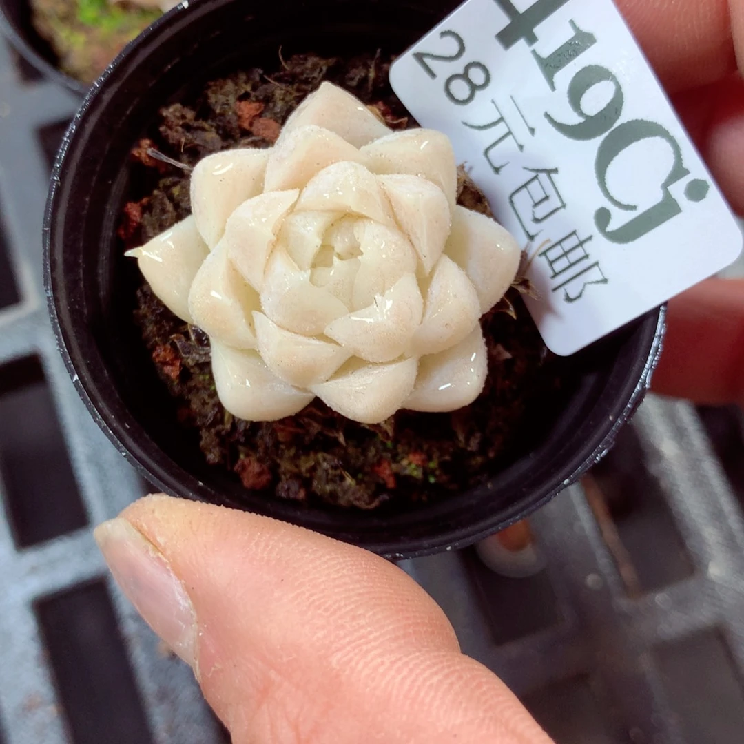 5厘米盆精控多肉419