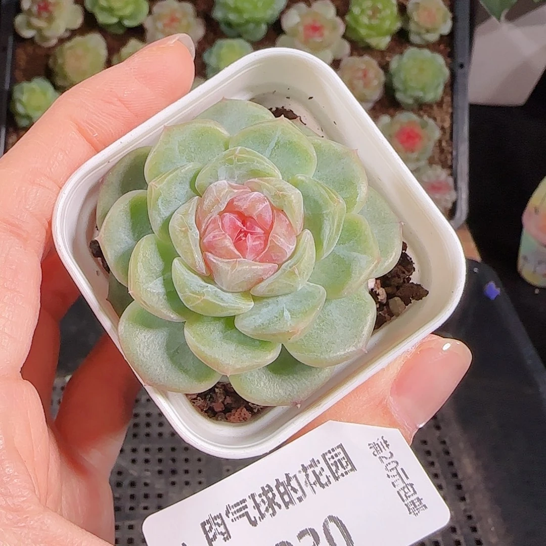 1013-330一物一拍
