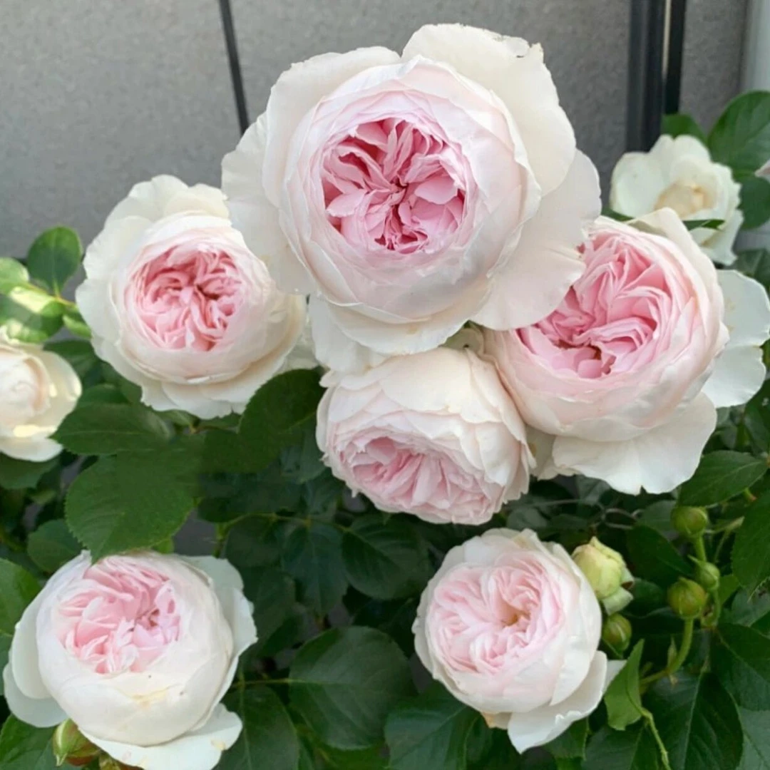 克里斯蒂娜公爵夫人/直立月季浓香粉色花鲜花怀孕阳台庭院盆栽苗