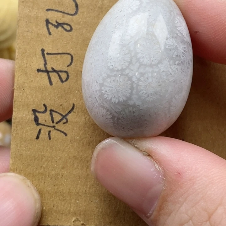 颈饰未镶嵌硅化珊瑚（珊瑚玉）