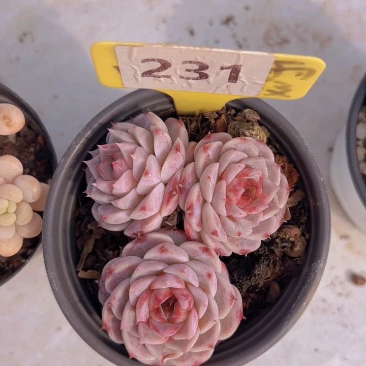 健健康康平平安安