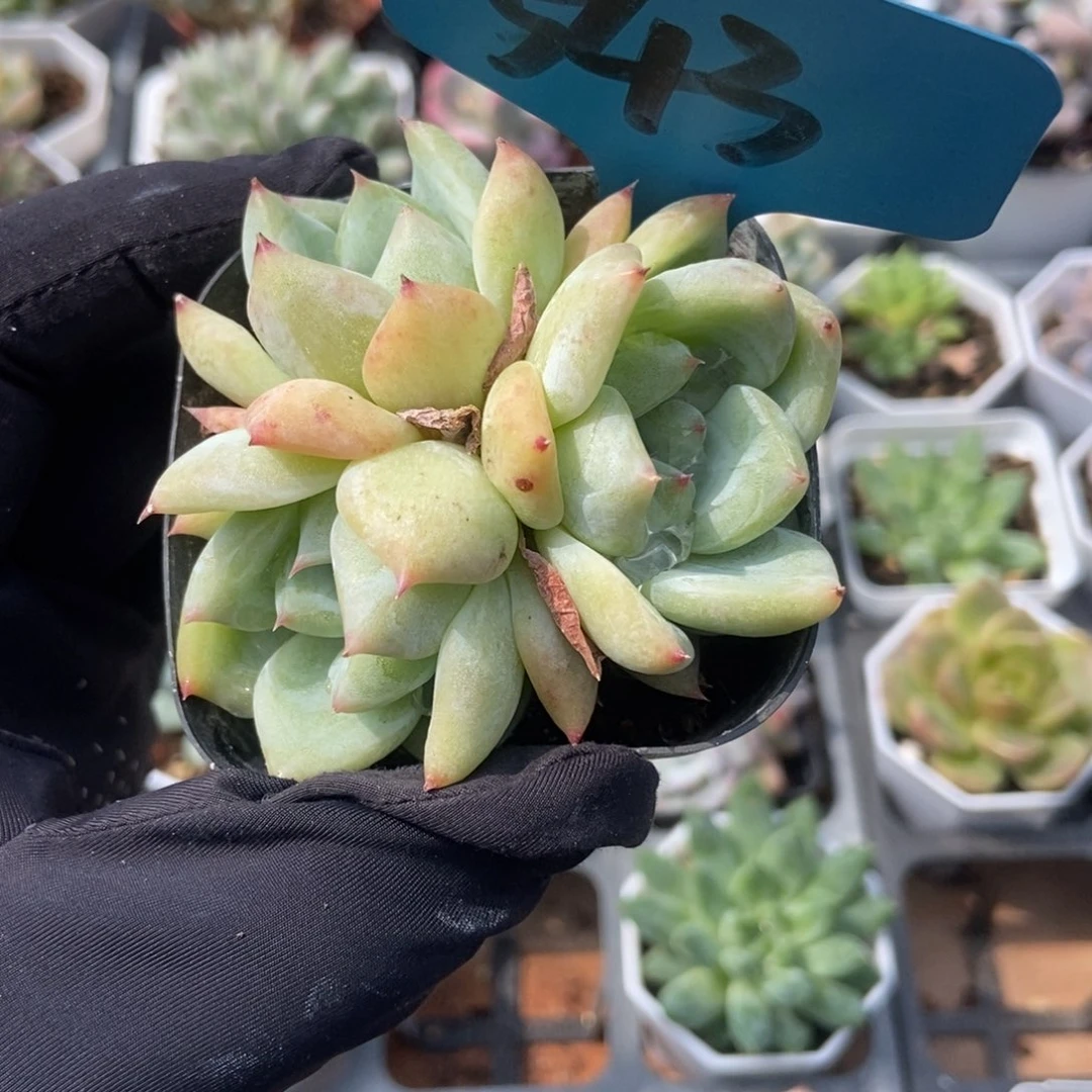 543白拉糖多肉植物保护
