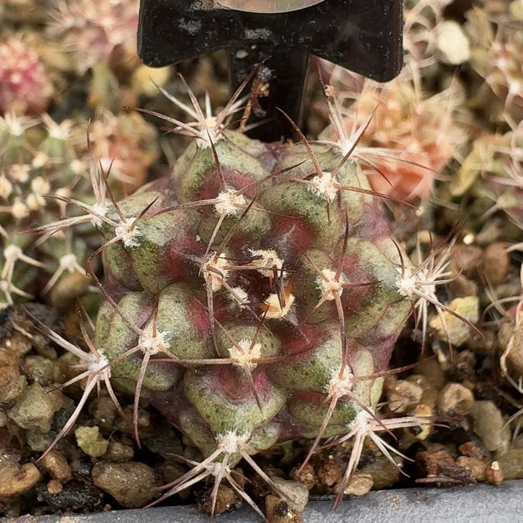 小***吖米哈实生自然锦162