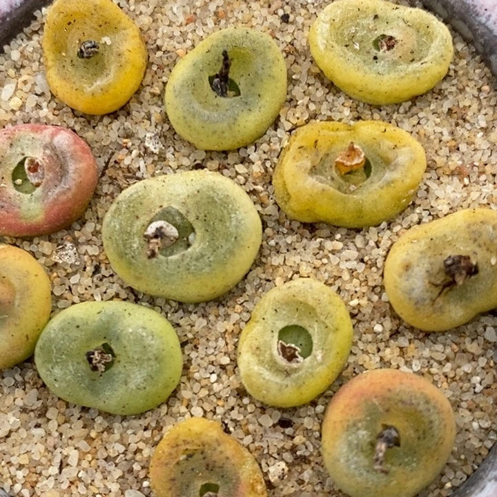 水晶鞋一颗水晶鞋