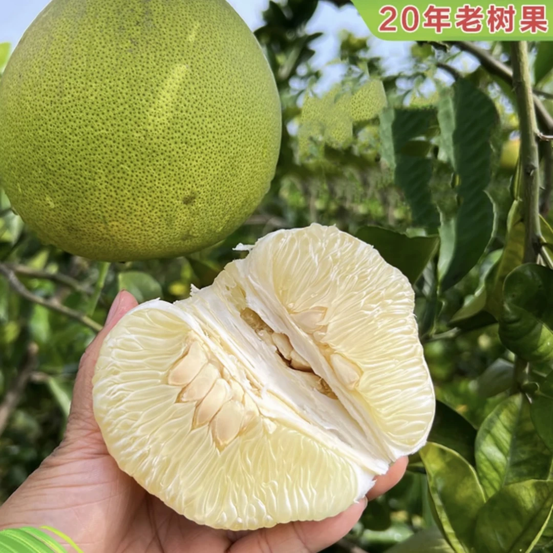 【老树柚子】新化农家老树果香柚