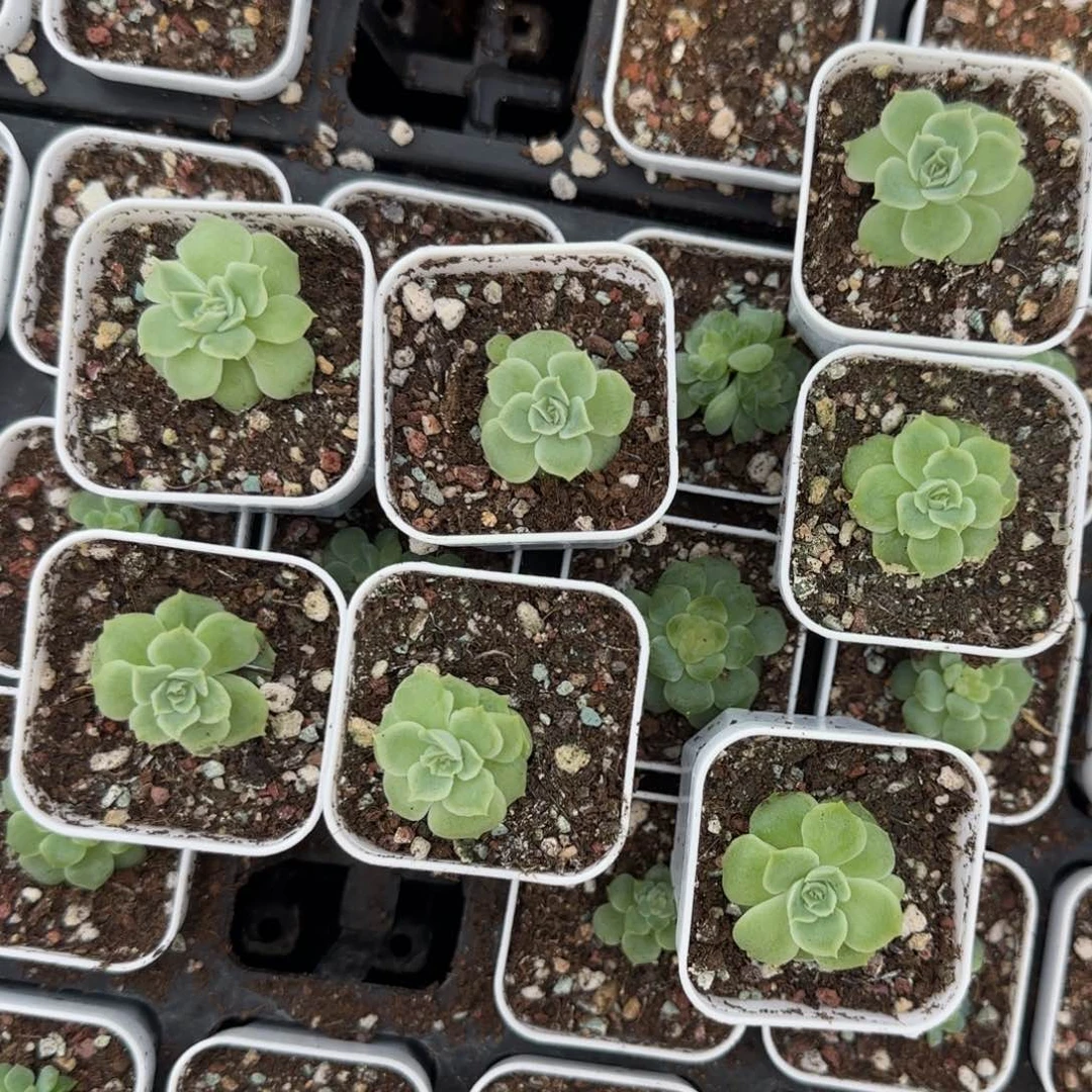 小虾饺中苗盆一个满20包邮