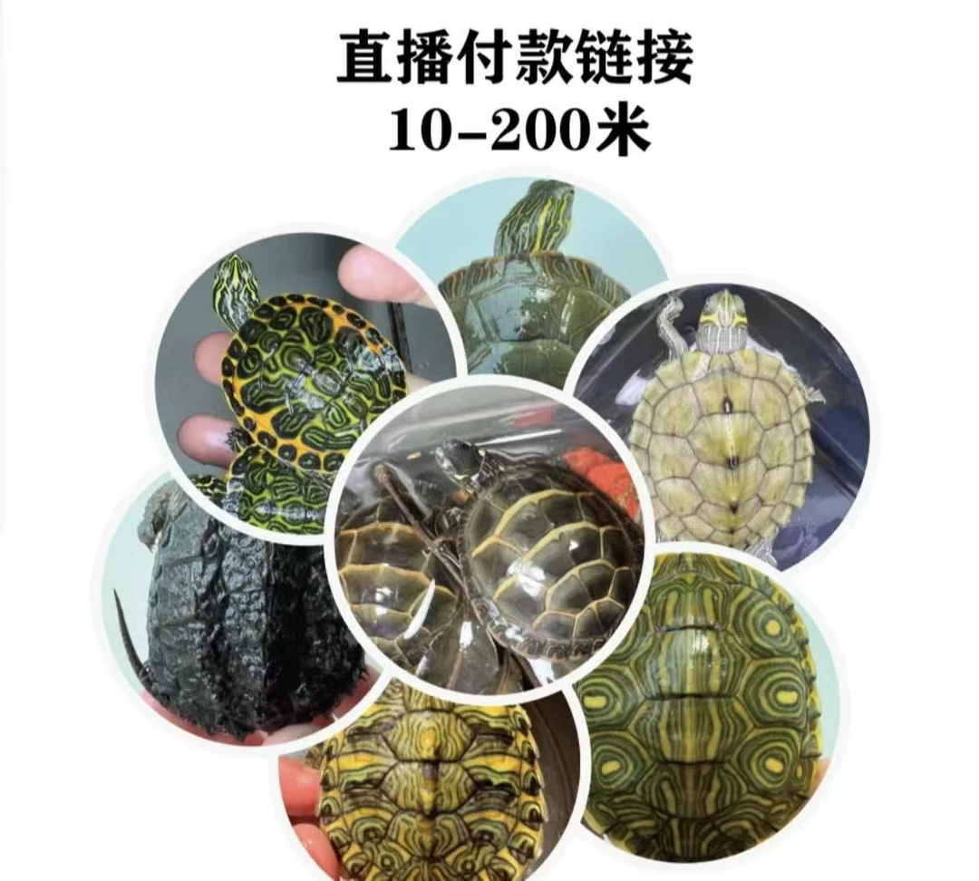 宠物龟直播间专拍